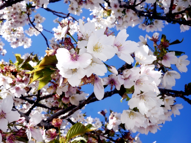 八幡山公園　桜　混み具合　　　駐車場　混雑状況 